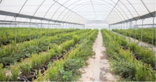 Môi trường cho cây được xanh tươi: Giám sát mức CO2 trong nhà kính